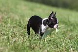 BOSTON TERRIER 135